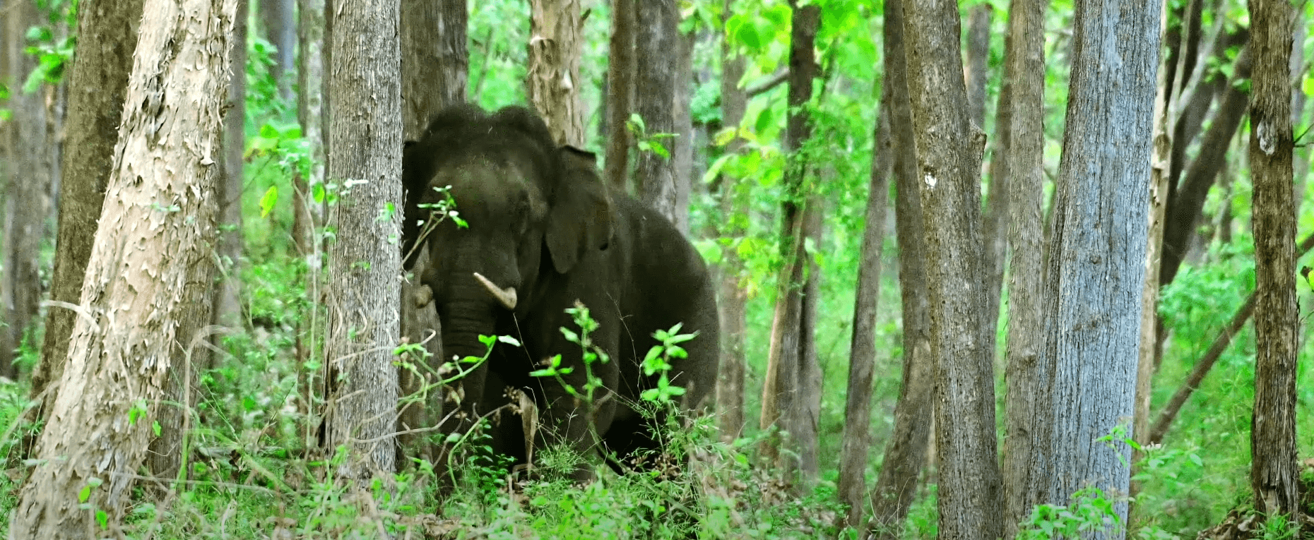 Bhadra Wildlife